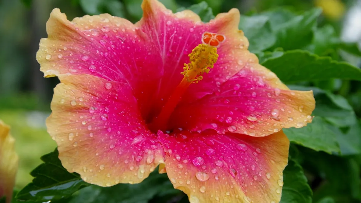 Hibiscus comment le tailler : période, geste et erreurs à éviter